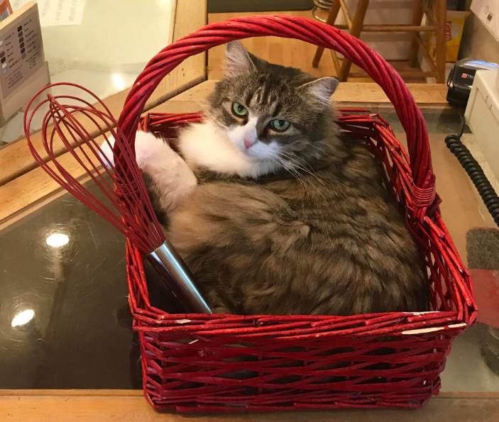 a whisk and a cat in a basket